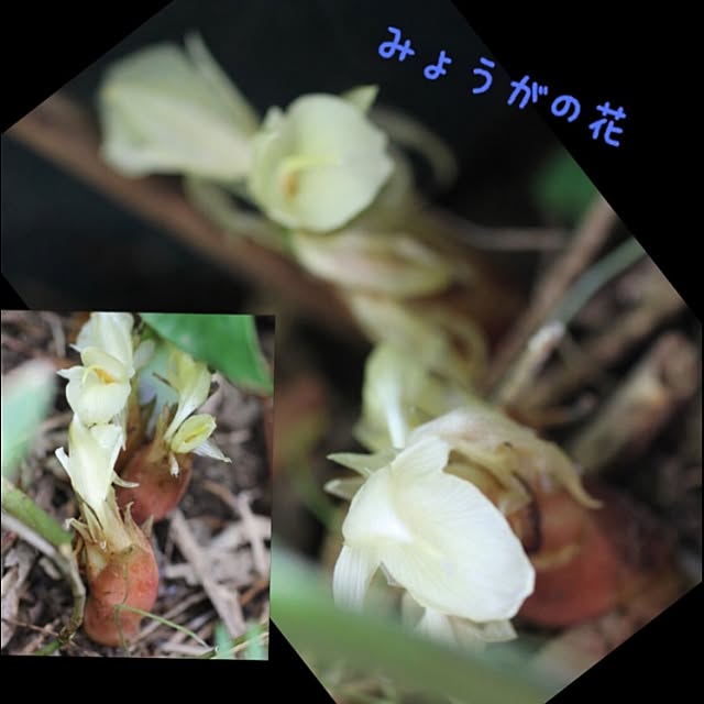 玄関/入り口/庭続きの山/茗荷/野菜の花/RC石川支部のインテリア実例 - 2015-10-06 14:58:58