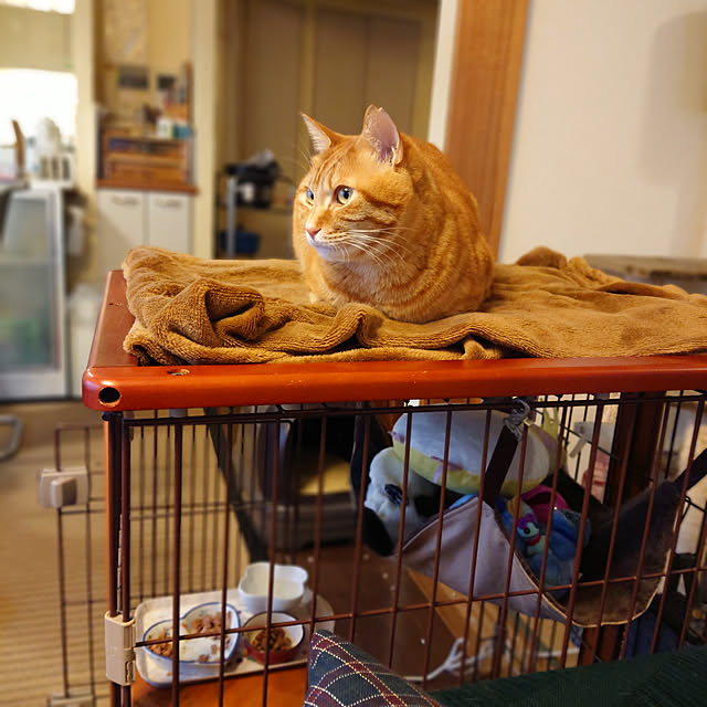 okyosan101さんの実例写真