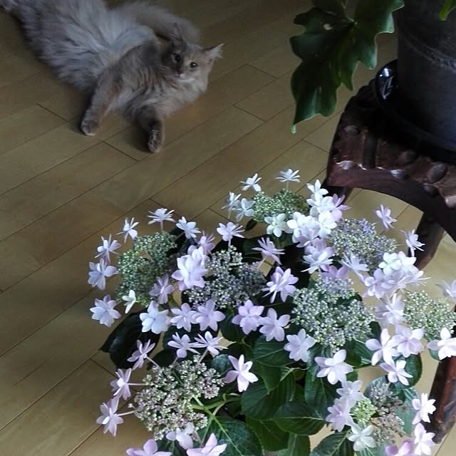 1ldksさんの実例写真