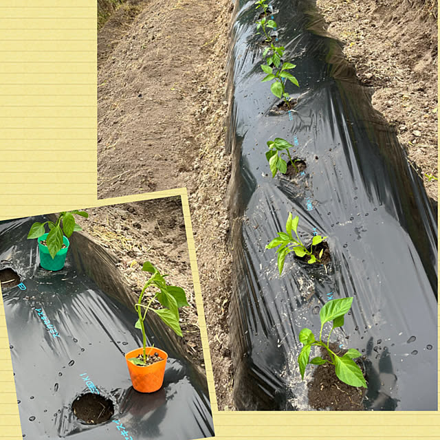 cotaさんの部屋