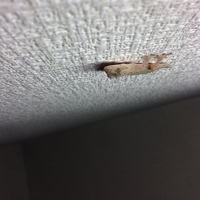 masakiさんの実例写真