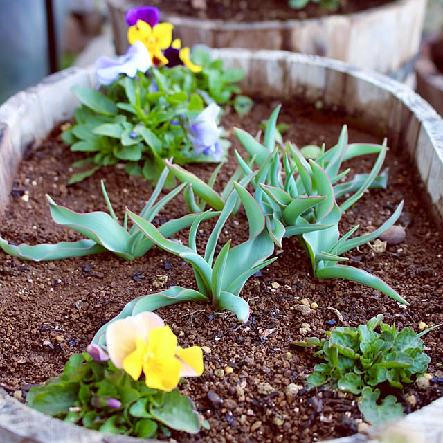 tomoさんの実例写真