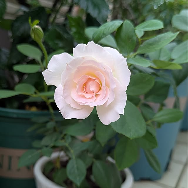 wumag418さんの実例写真