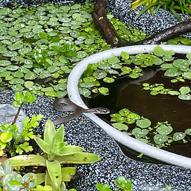 sakuranboさんの実例写真
