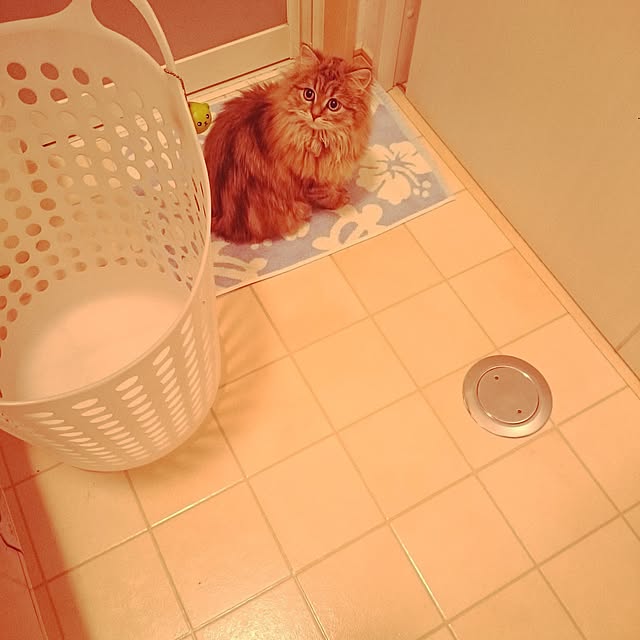 バス/トイレのインテリア実例 - 2016-06-03 20:30:14