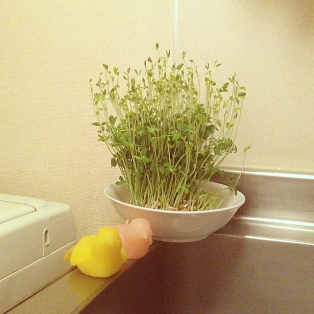 キッチン/植物のインテリア実例 - 2013-11-17 00:58:02
