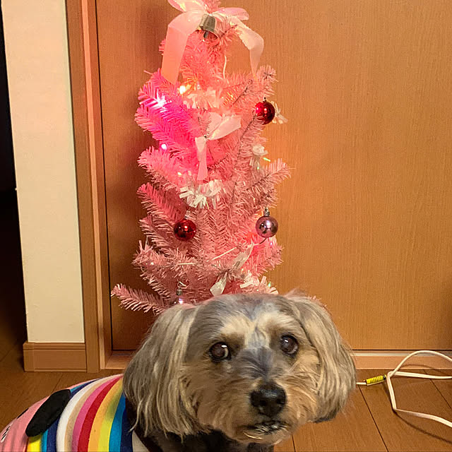 Annieさんの実例写真