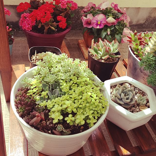 玄関/入り口/多肉植物のインテリア実例 - 2014-04-24 11:25:02