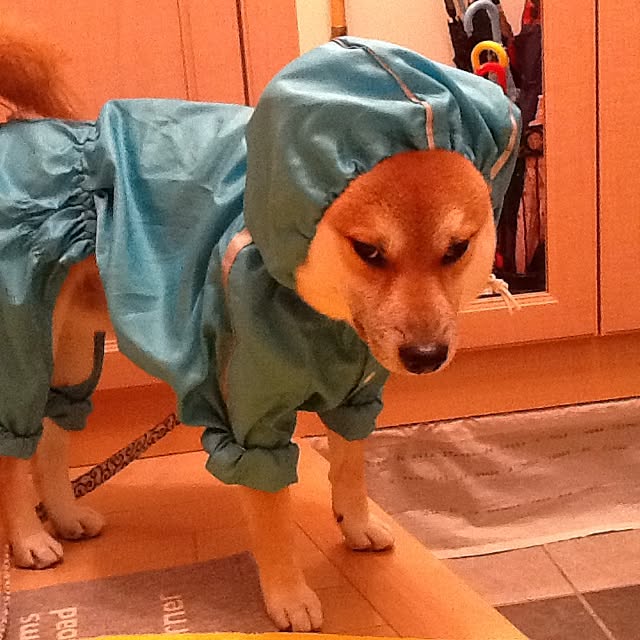 kotaさんの実例写真