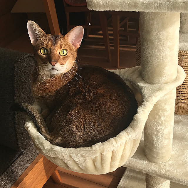 aby_nyanさんの実例写真