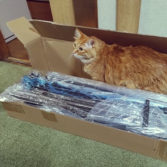 shirabenさんの実例写真