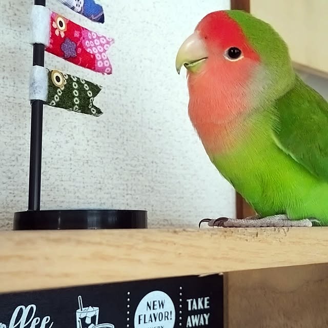 toratanさんの部屋