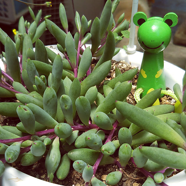 Tirorinさんの実例写真