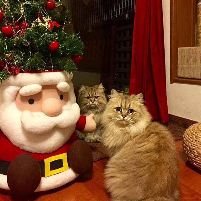 butachanさんの実例写真
