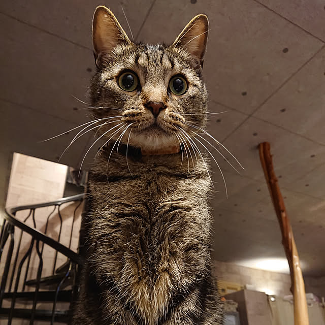 nenekoさんの実例写真
