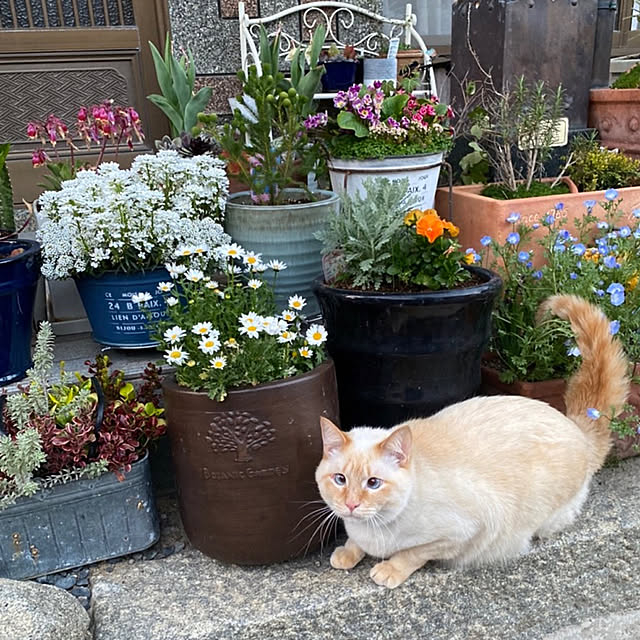 mohhaさんの実例写真