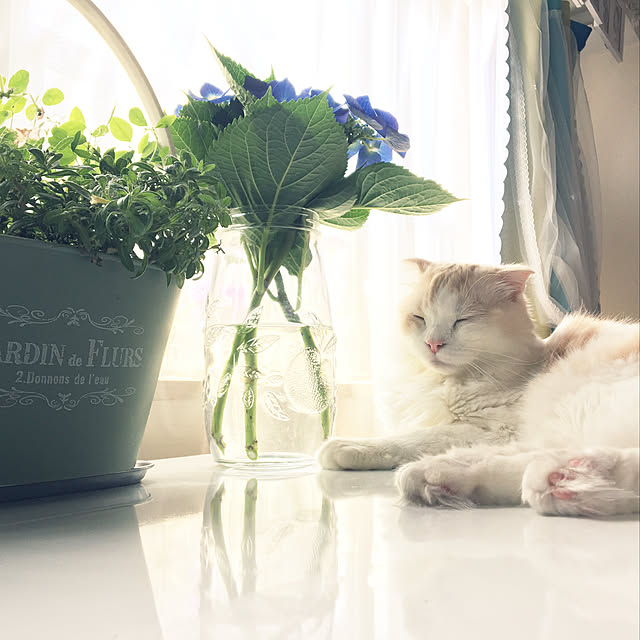 mofuchiさんの実例写真