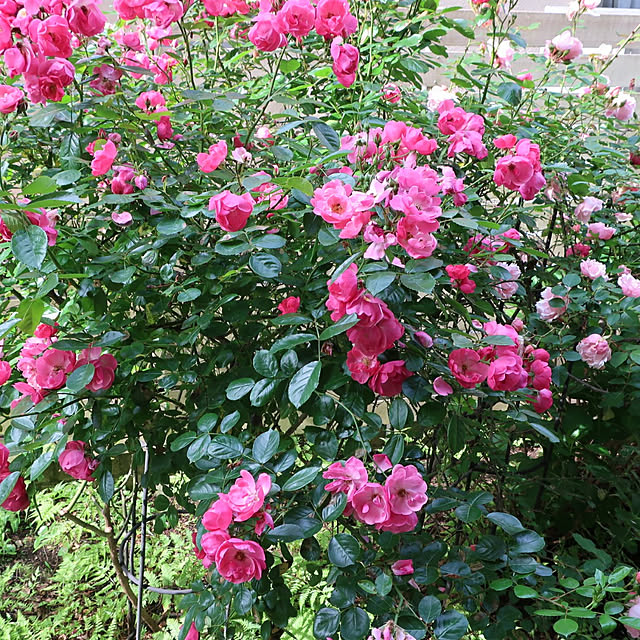 magnoliaさんの実例写真