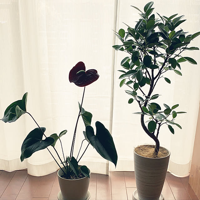 fuxi0413さんの実例写真