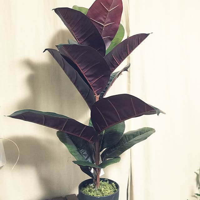 Bikkeさんの実例写真