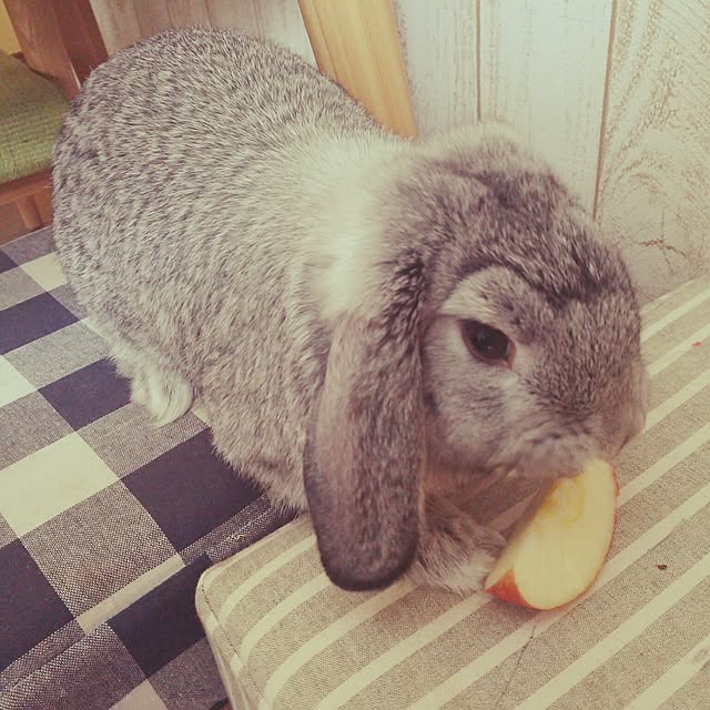 mogu0418さんの実例写真
