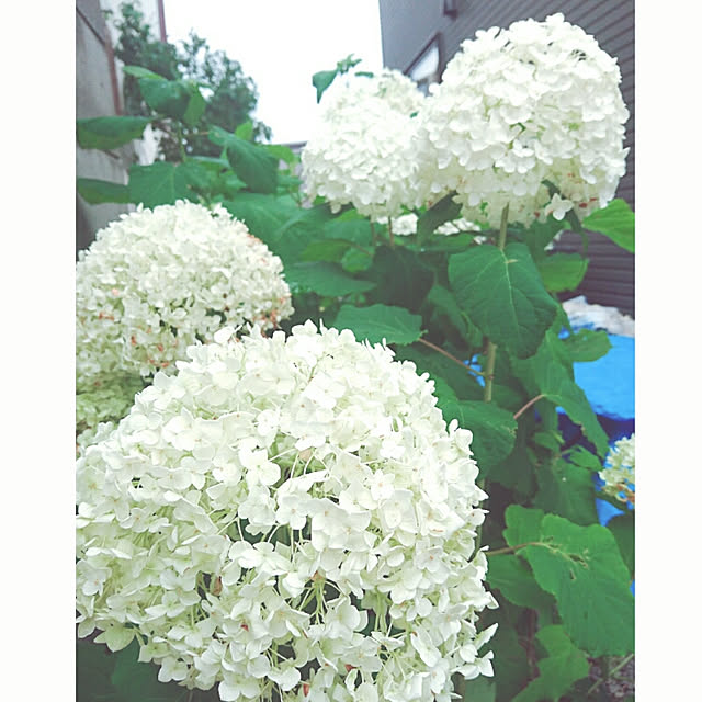 mamimamipockyさんの実例写真