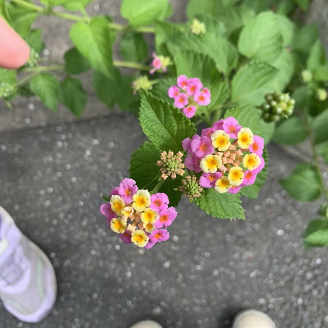 shunさんの実例写真