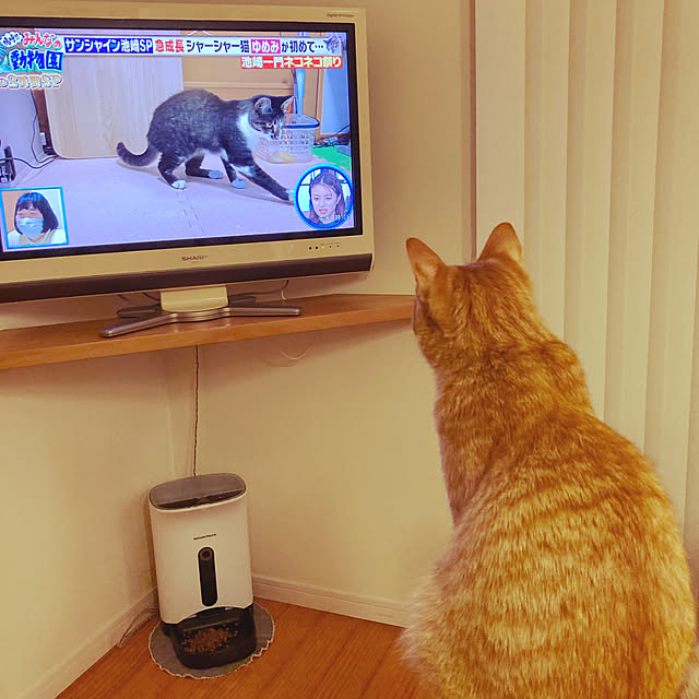 akikoさんの実例写真