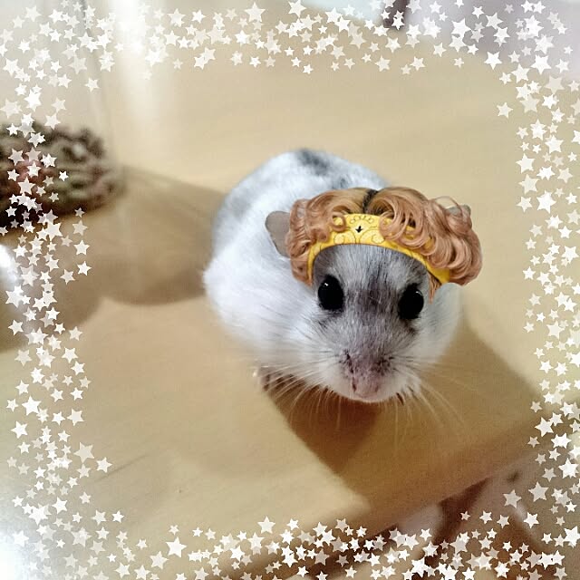 momokiraさんの実例写真