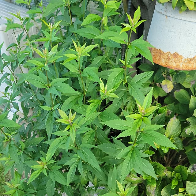 masarinn.さんの部屋