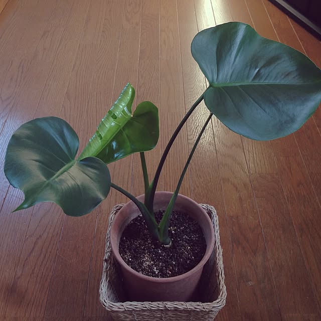 mebiさんの実例写真