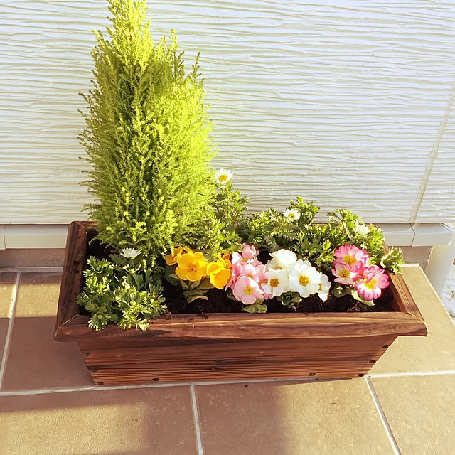 玄関/入り口/手作り/植物のインテリア実例 - 2015-02-20 21:23:05
