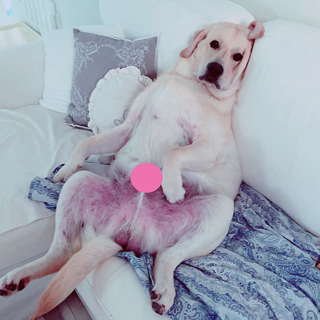 wakameさんの実例写真