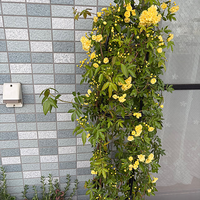 kyoryu2kidsさんの実例写真