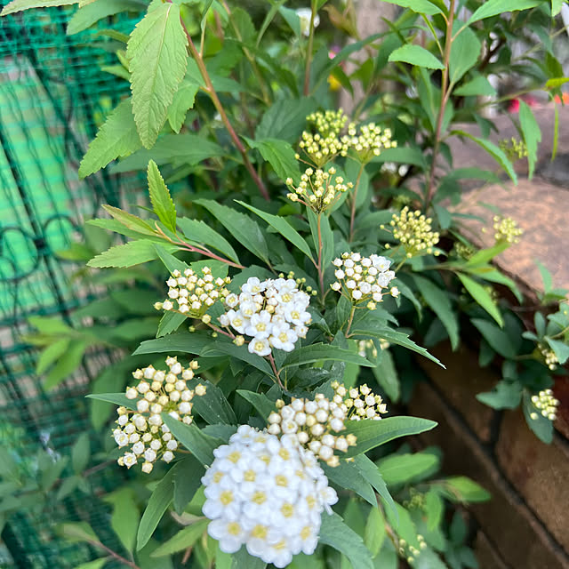 nannoさんの部屋