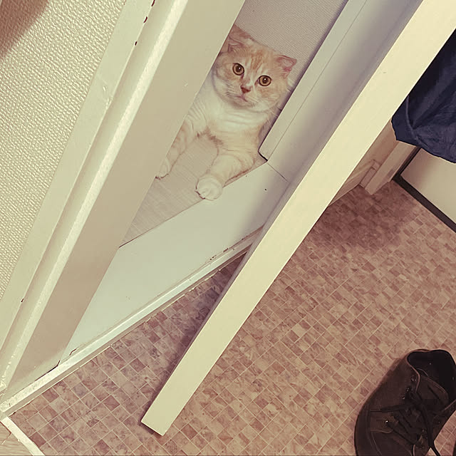lippieさんの実例写真