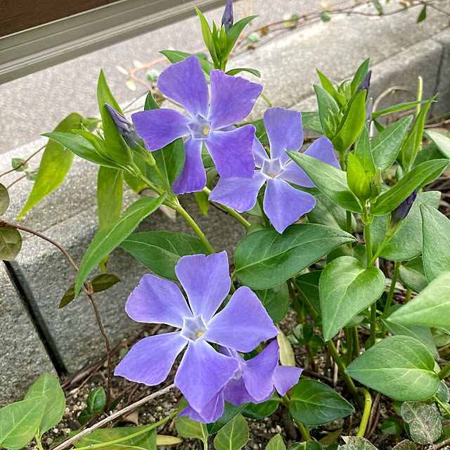 ayayayayaさんの実例写真