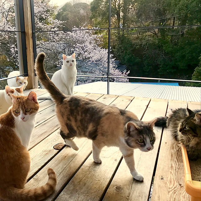 sakurasakuさんの実例写真