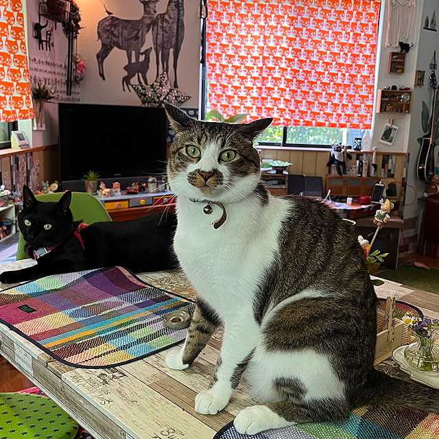 jijiさんの実例写真