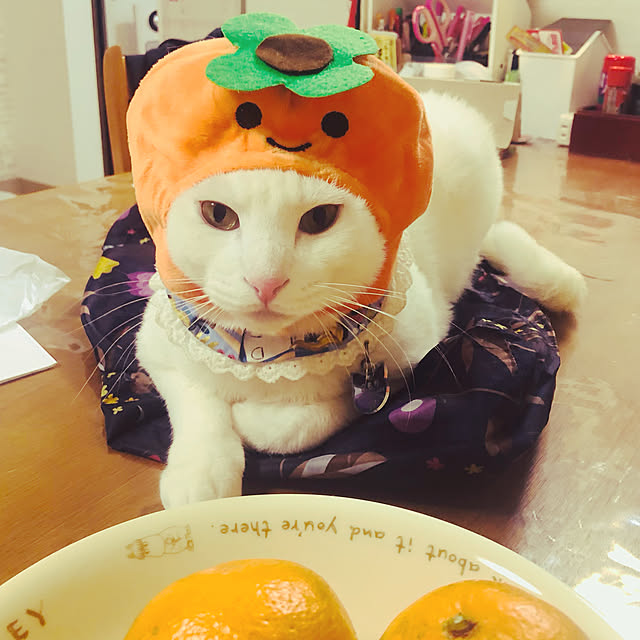 moyuhiさんの実例写真