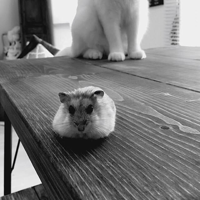 miSaさんの実例写真