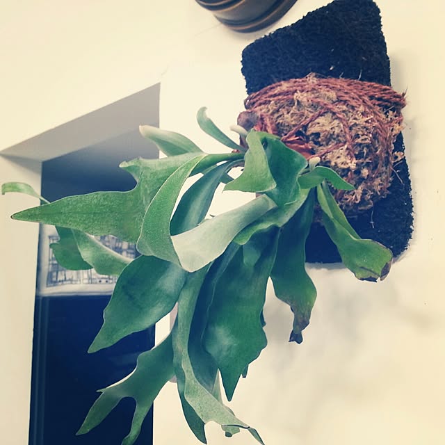 okameさんの実例写真