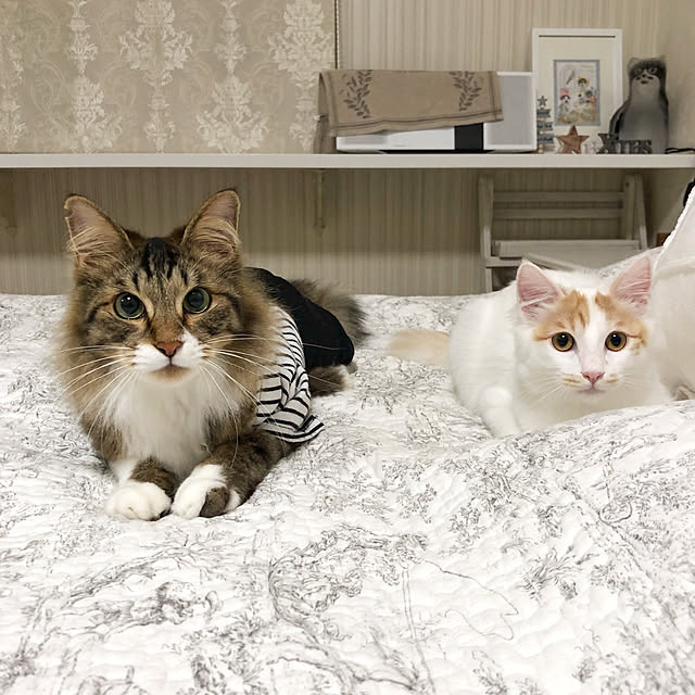 yuchiさんの実例写真
