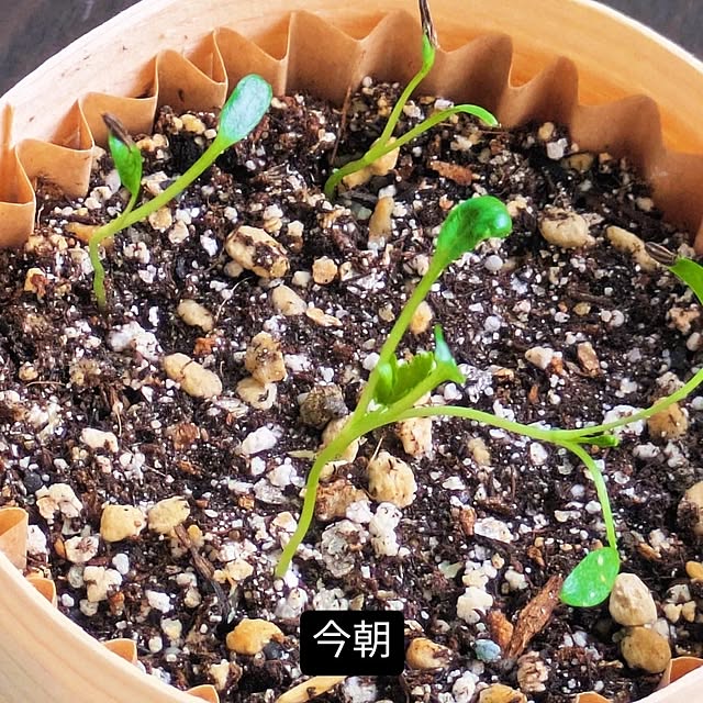 mi-saさんの部屋