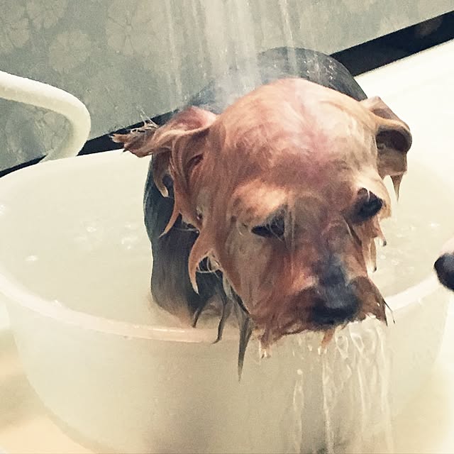 ohanaさんの実例写真