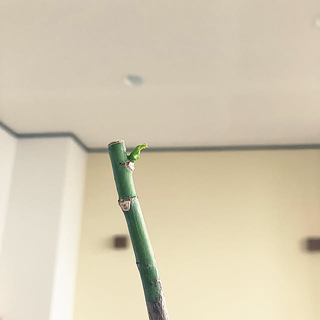 hikaruuさんの部屋