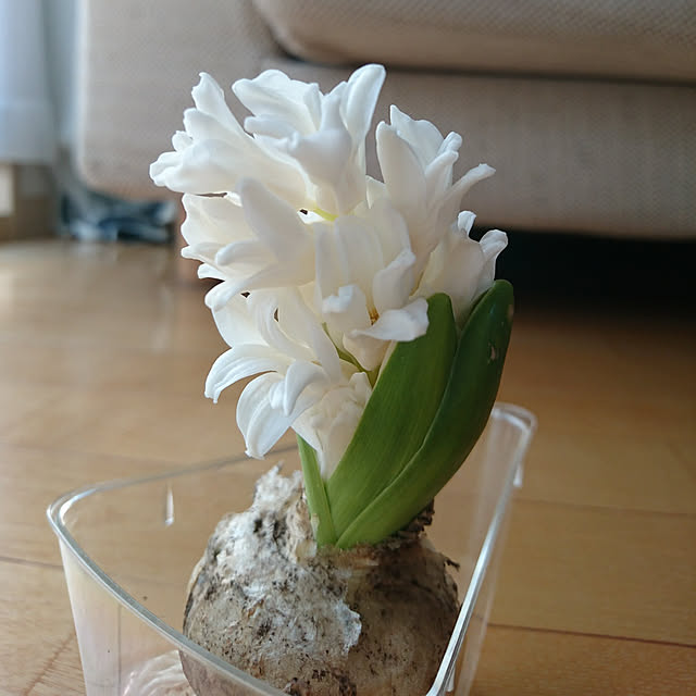 kuremaさんの実例写真