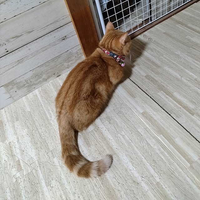 runaさんの実例写真