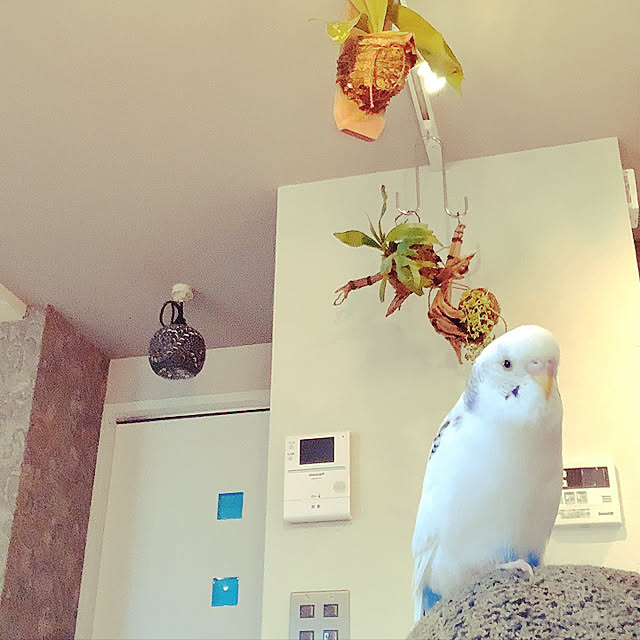 mi-yuさんの実例写真