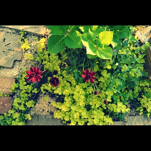 GreenWorksさんの実例写真